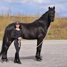 Päivi ja Inka Aholan omistama näyttävä, nyt 6-vuotias FWB-ruuna Flawless Obsidian on yksi Johanna Vainion kouluttamista ratsuista.