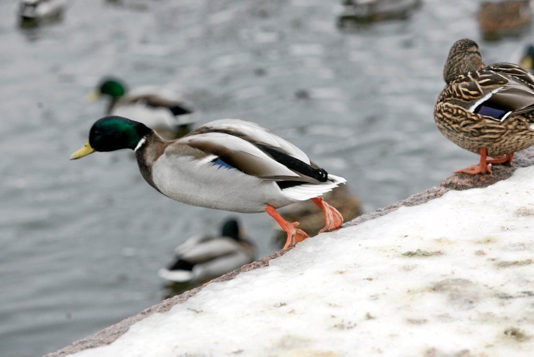 Sinisorsa kuuluu harvoihin kasvaviin vesilintuihin - Uutiset - Maaseudun  Tulevaisuus