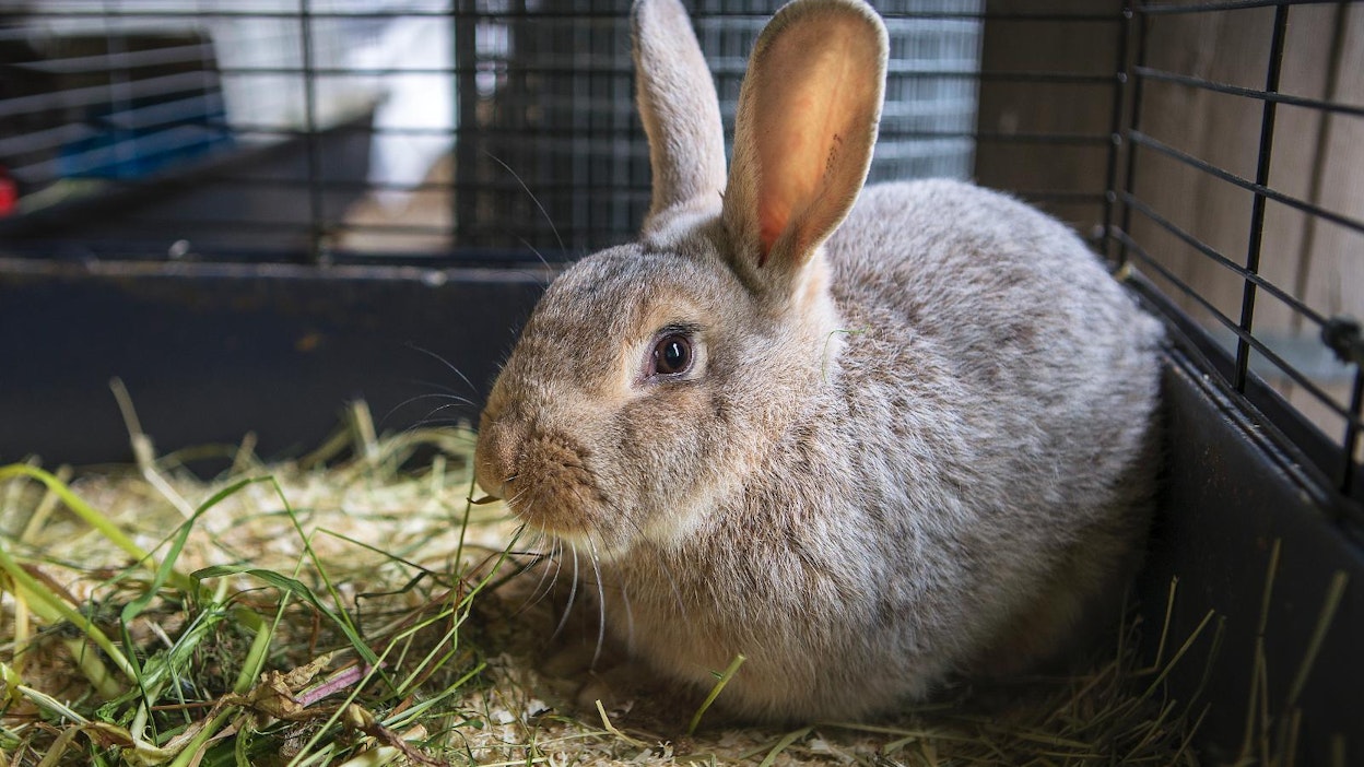 Kanit kasvavat ryhmäkarsinoissa teuraskypsiksi noin seitsemässä kuukaudessa.