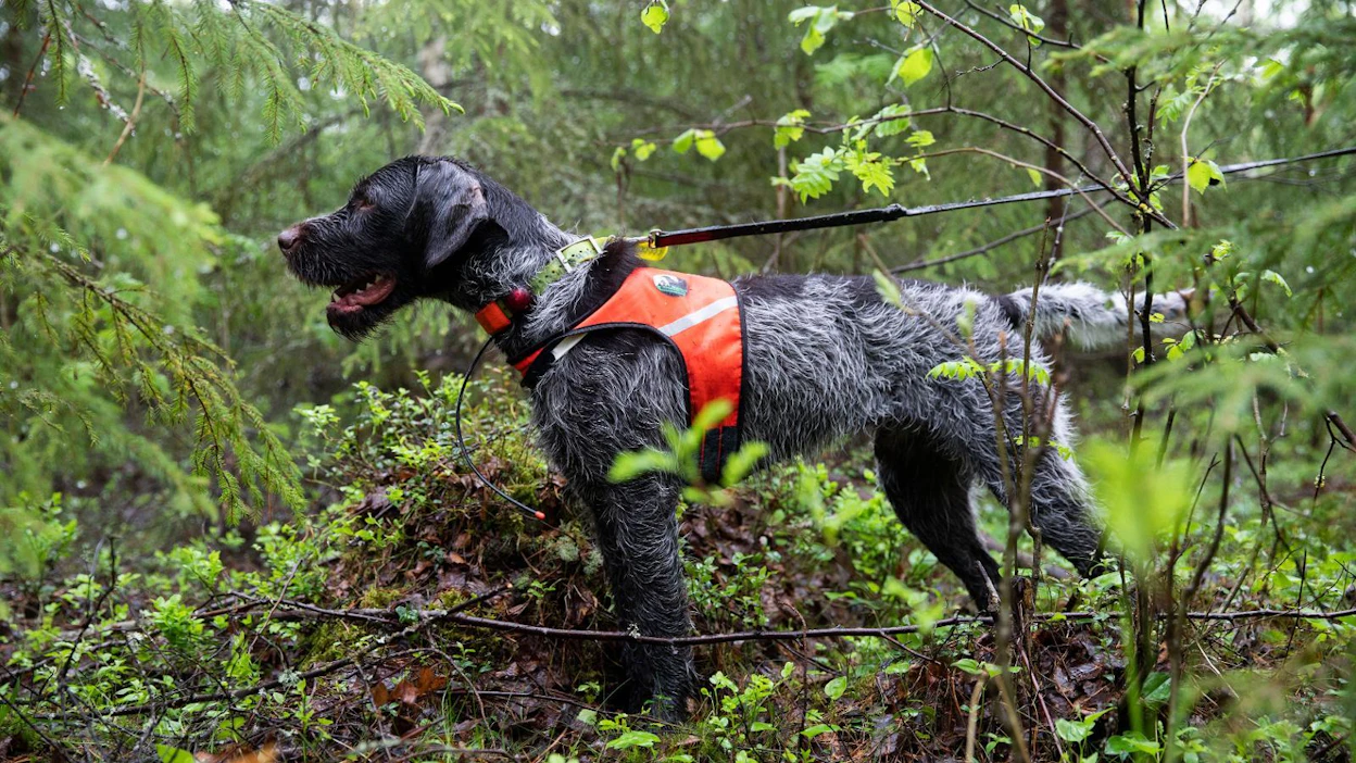 Koira tarkastaa leimikon nopeammin ja tehokkaammin kuin mihin ihminen pystyisi. Koiran pitää kuitenkin olla koulutettu, jotta se ei häiritse pesintää.