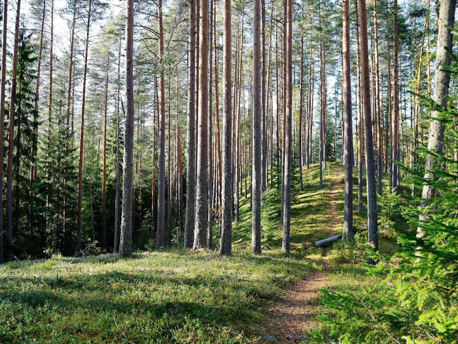 Greenpeacen blogikirjoituksessa mainittu Pyhät Polut -luontopolku ja seurakunnan metsäkirkko eivät sijaitse hakattavalla alueella.