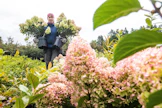 Hortensia on suosittu taimi myös pienemmillä pihoilla.