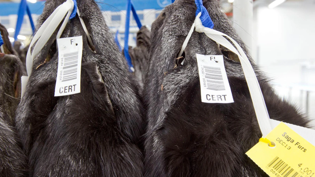 Saga Furs on turkisten huutokauppayhtiö, jonka osake noteerataan Helsingin pörssissä. Arkistokuvassa on turkishuutokauppaan valmiita Blue Frost -ketunnahkoja.