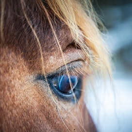 Tutkimuksessaan tutkijat huomasivat, että seeproiksi puettujen hevosten ympärillä kyllä pyörii hyönteisiä yhtä paljon kuin muidenkin hevosten ympärillä.