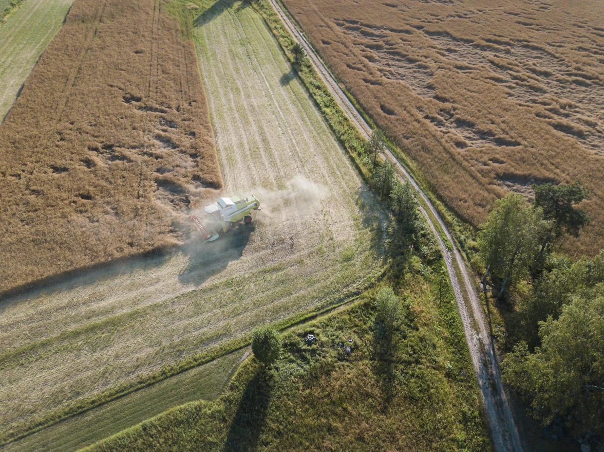 Tigerstedtillä oli tänä vuonna syysrypsiä viljelyssä ensimmäistä kertaa.