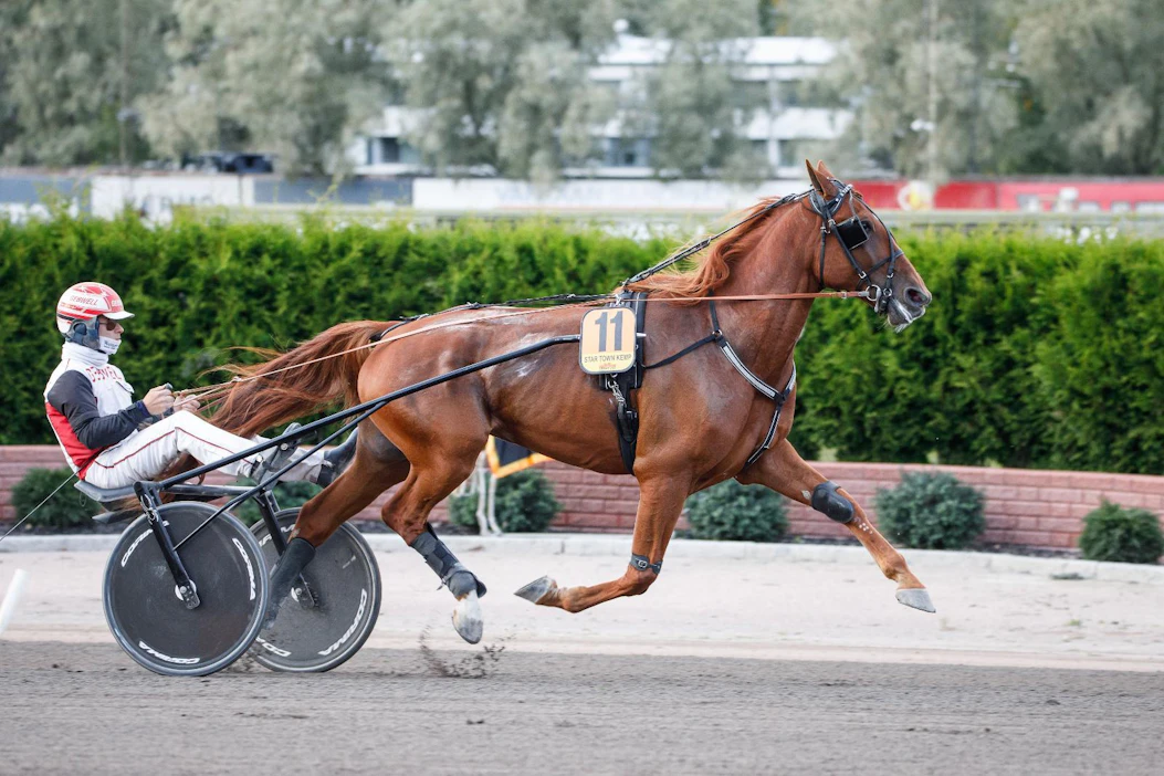 Star Town Kemp on juossut 31 startista viisi voittoa ja 52 000 euroa palkintorajoja sekä ennätyksen 13,1aly. Kuvassa se valmistautuu Derbyn finaaliin Iikka Nurmonen rattaillaan.