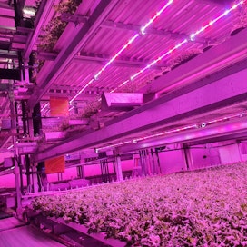 Kerros- eli vertikaaliviljelyn idea on, että kasvit kasvavat monessa kerroksessa ilman multaa saaden vain vettä ja ravinteita ledien antaman valon lisäksi