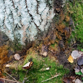 Kannanotossa varoitetaan, että metsäpohjaisen bioenergian käyttöön nojaava ilmastopolitiikka ei täytä tarvittavia ilmastotavoitteita.