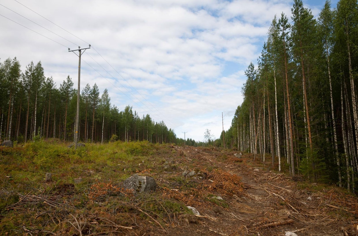 On järkevää raivata puusto sähkölinjan vieriltä pois ja hyödyntää linjaa sen käyttöiän loppuun saakka.