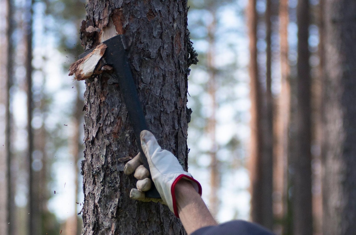 Metsäasiantuntija Hannu Ala-Kapee poistaa kirveellä kuoren rungon molemmilta puolilta. Näin saadun tyviläpimitan perusteella määritellään, kuinka pitkä pylväs puusta tehdään.