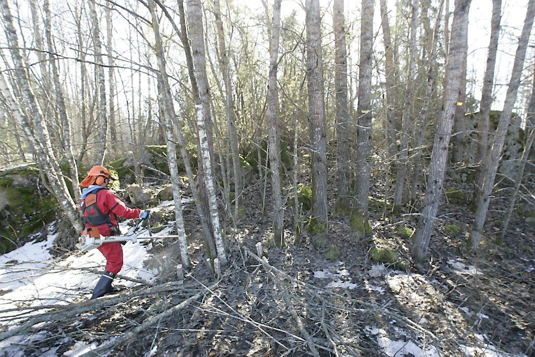 Naisten raivaussaha kurssi Liisa Puttaa sahaamassa perinnebiotoopin reunasta