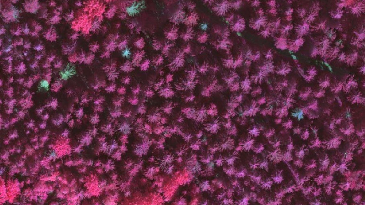 Multispektrikameran kuvassa heikentyneet puut erottuvat loistavammalla värillä.
