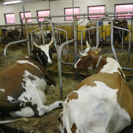 Eläinsuojelulaki ei estä sähkön tai veden katkaisemista maitotilalta.
