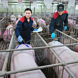 Ukrainalaiset Juliia Bashynska ja Olexiy Shkaruba ovat töissä 2 200 emakon sikalassa Uudessakaarlepyyssä.
