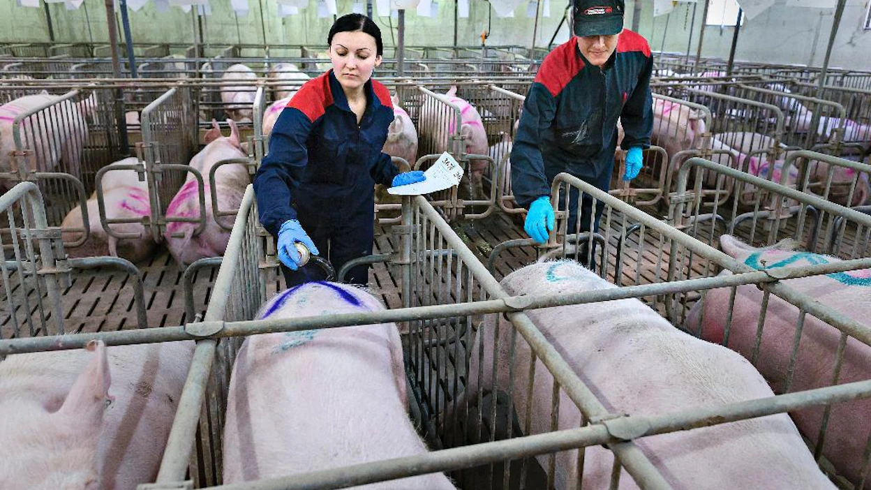 Ukrainalaiset Juliia Bashynska ja Olexiy Shkaruba ovat töissä 2 200 emakon sikalassa Uudessakaarlepyyssä.