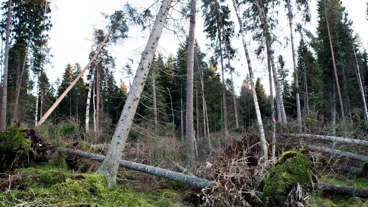 Jo desimaalien muutos tuulen nopeudessa kertautuu, kun liikutaan myrskylukemissa eli yli 30 sekuntimetrin tuulissa. Tällöine puhutaan mittavista eroista siinä, miten myrsky vaikuttaa.