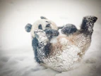 Ähtäriin kotiutunut Lumi-panda tykkää peuhata lumessa.