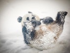 Ähtäriin kotiutunut Lumi-panda tykkää peuhata lumessa.