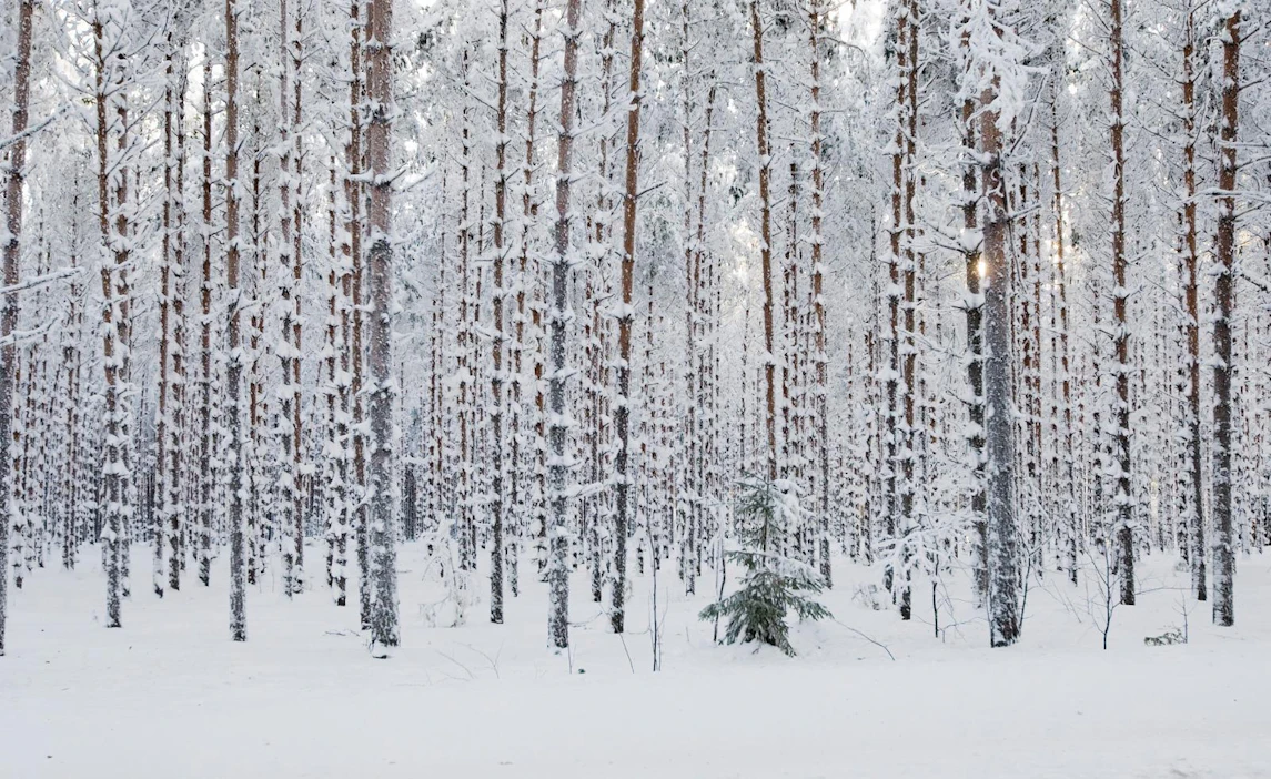 Suomen luonnonsuojeluliiton mielestä esimerkiksi Ärjänsaaren hakkuusuunnitelmaan sisältyvistä hakkuista osa on ollut todennäköisesti luonnonsuojelulain vastaisia.