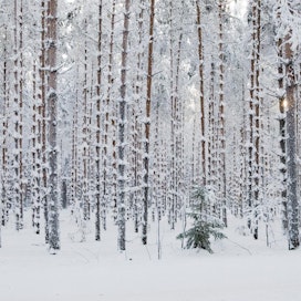 Suomen luonnonsuojeluliiton mielestä esimerkiksi Ärjänsaaren hakkuusuunnitelmaan sisältyvistä hakkuista osa on ollut todennäköisesti luonnonsuojelulain vastaisia.