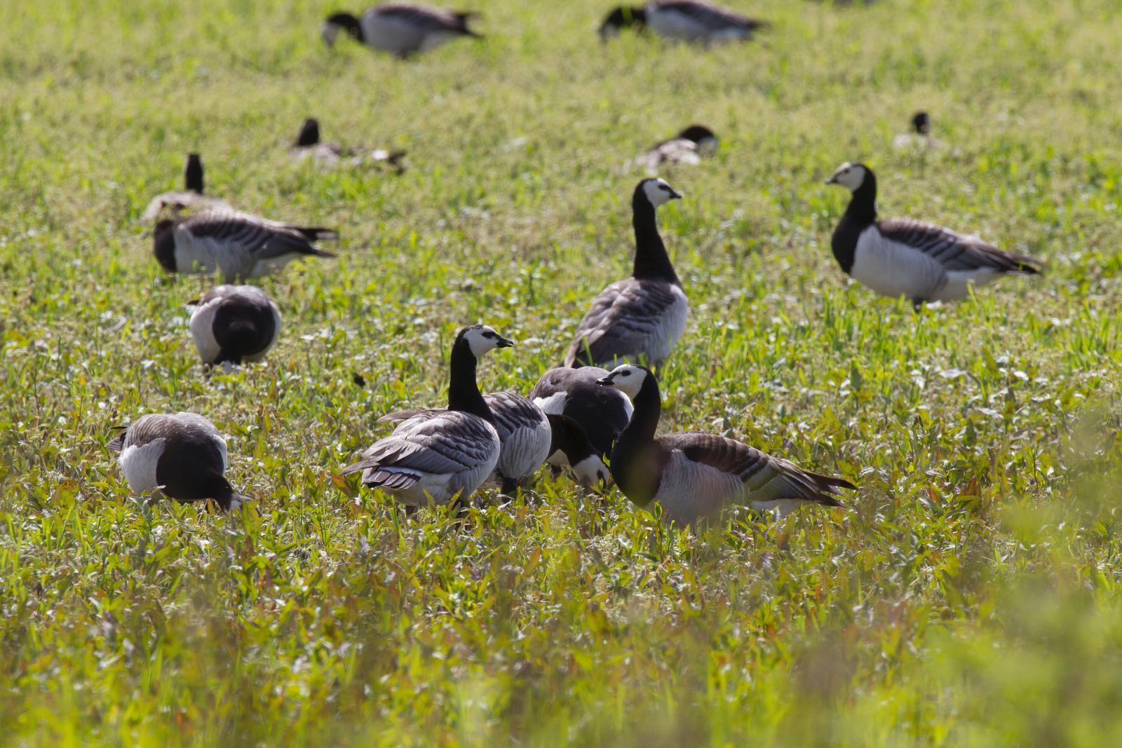 Esitys turvaisi valkoposkihanhen aiheuttamien viljelysvahinkojen korvaukset elinkeinonharjoittajille.