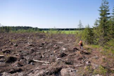 Maaperä sanelee sen, millaista metsää siinä kasvaa. Siksi on tärkeää tietää, mistä se koostuu.