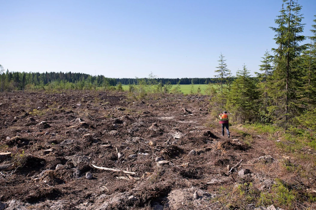 Maaperä sanelee sen, millaista metsää siinä kasvaa. Siksi on tärkeää tietää, mistä se koostuu.