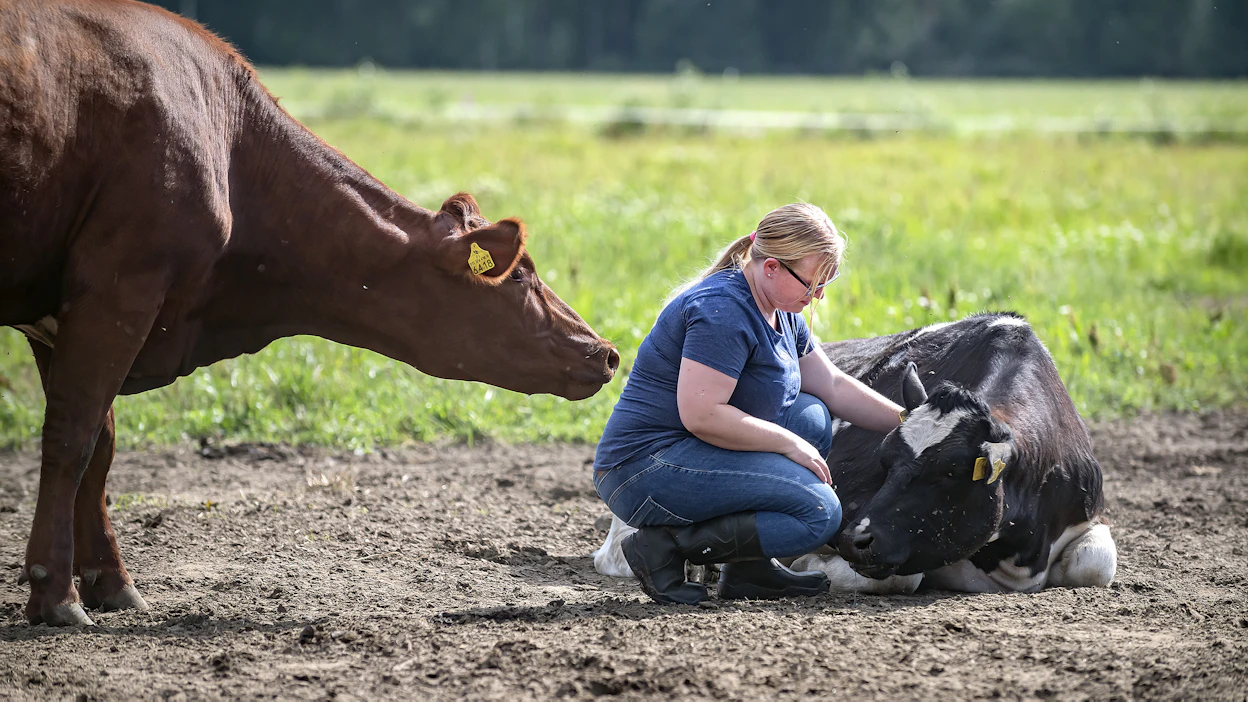 Karin luomutilan toinen yrittäjä Tiina Peltonen lehmien kanssa laitumella heinäkuussa 2018.