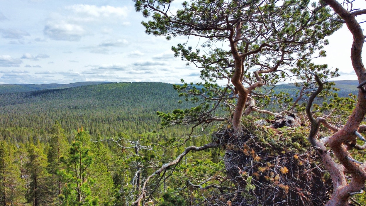 Kotkien pesät voivat olla useita metrejä korkeita sekä leveitä.