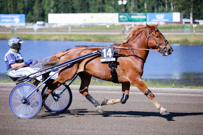 Hyvään vireeseen kohonnut 12-vuotias Rivaltti jahtaa voittoa Toto5-pelin neljännessä kohteesa. Jukka Torvinen ohjastaa hevosta Turussa. 