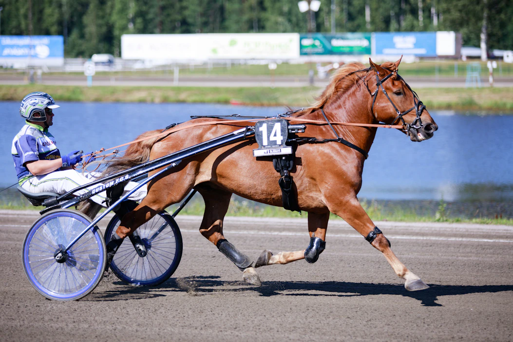 Hyvään vireeseen kohonnut 12-vuotias Rivaltti jahtaa voittoa Toto5-pelin neljännessä kohteesa. Jukka Torvinen ohjastaa hevosta Turussa.