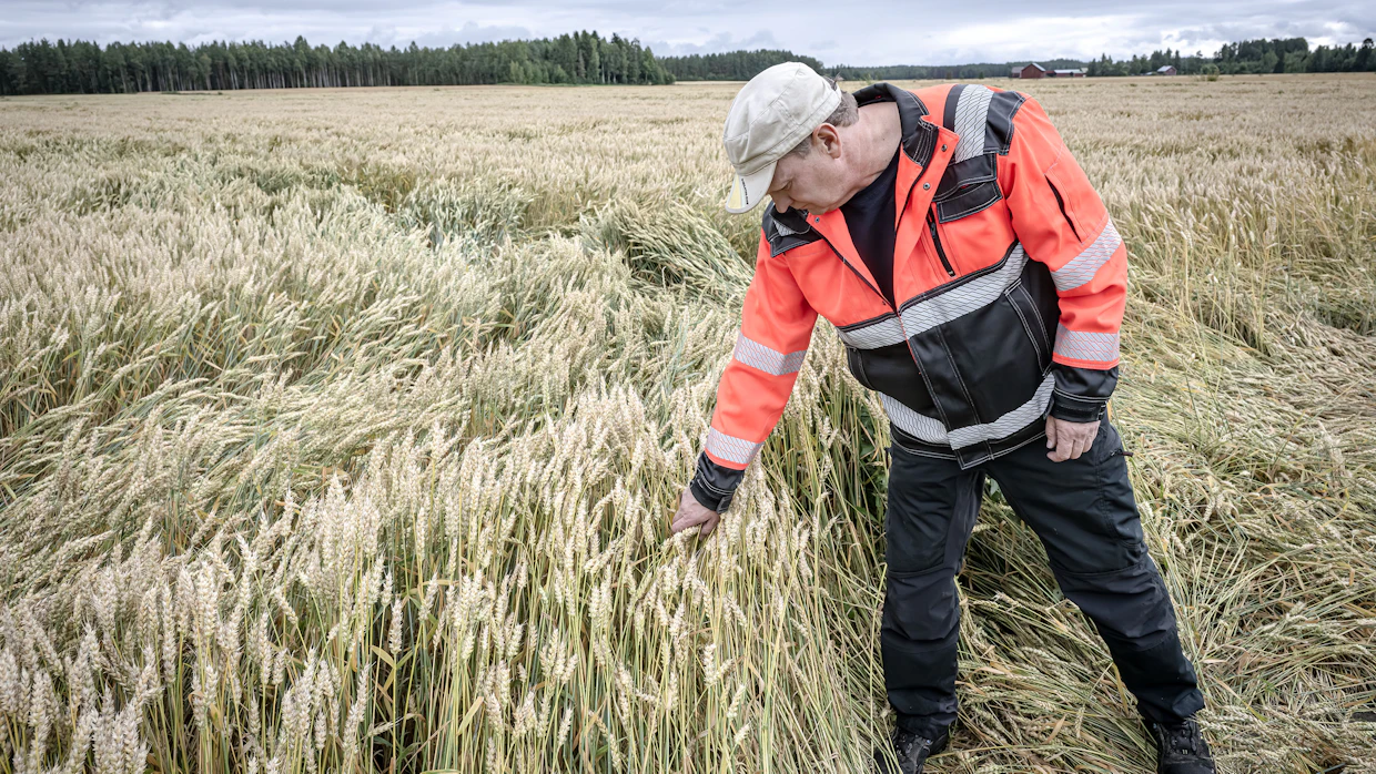 Jari Marttila kertoo kasvukauden edenneen suotuisasti Ylistarossa.