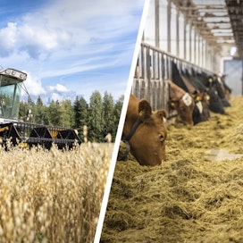 Pienillä viljatiloilla maatalouden osuus tuloista on pienin, isoilla maitotiloilla suurin.