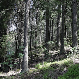 Kytäjän-Usmin Natura-alue on säilynyt erämaisena. Kuvassa luonnonsuojelualuetta Kytäjän kartanon mailla.