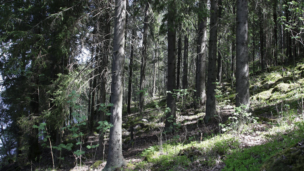 Kytäjän-Usmin Natura-alue on säilynyt erämaisena. Kuvassa luonnonsuojelualuetta Kytäjän kartanon mailla.