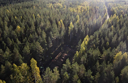 Puulajit voidaan tunnistaa ilmasta käsin. Kuvituskuva.