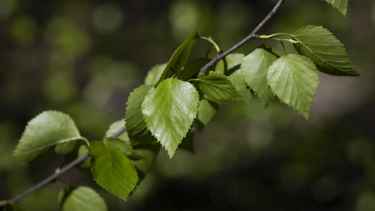 Yhteensä Suomessa on 14 alueellista metsäohjelmaa, jotka pyrkivät sovittamaan yhteen metsiin liittyviä taloudellisia, ekologisia ja sosiaalisia tavoitteita kullakin alueella.