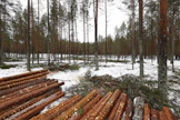 Vuonna 2016 metsäyhtiö UPM keskeytti hakkuut Oulujärven Ärjänsaaressa luontoaktivistien vaatimuksesta.