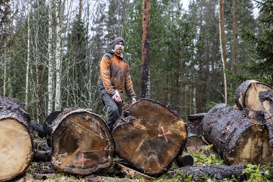 Leevi Kuunila valitsee tarkoin veistoksiin käyttämänsä tukit. Käyttöön valikoituu mäntyä ja kuusta. Ne kestävät suomalaisia säitä.