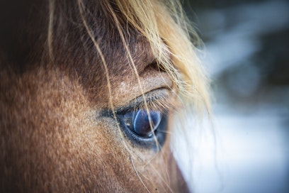 Sata vuotta sitten useissa maakunnissa vallitsi ankara rehupula. Kuvituskuva.