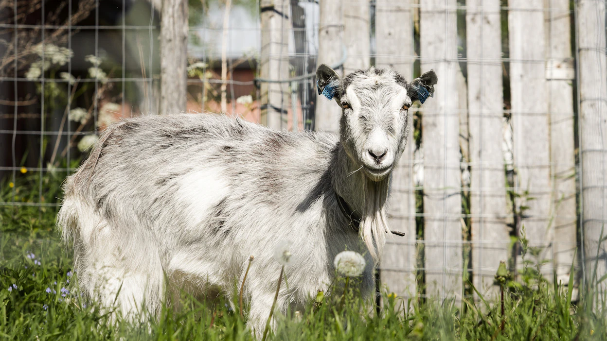 Lammas- ja vuohirutto (PPR) vaikuttaa ensisijaisten pieniin märehtijöihin, kuten vuohiin.