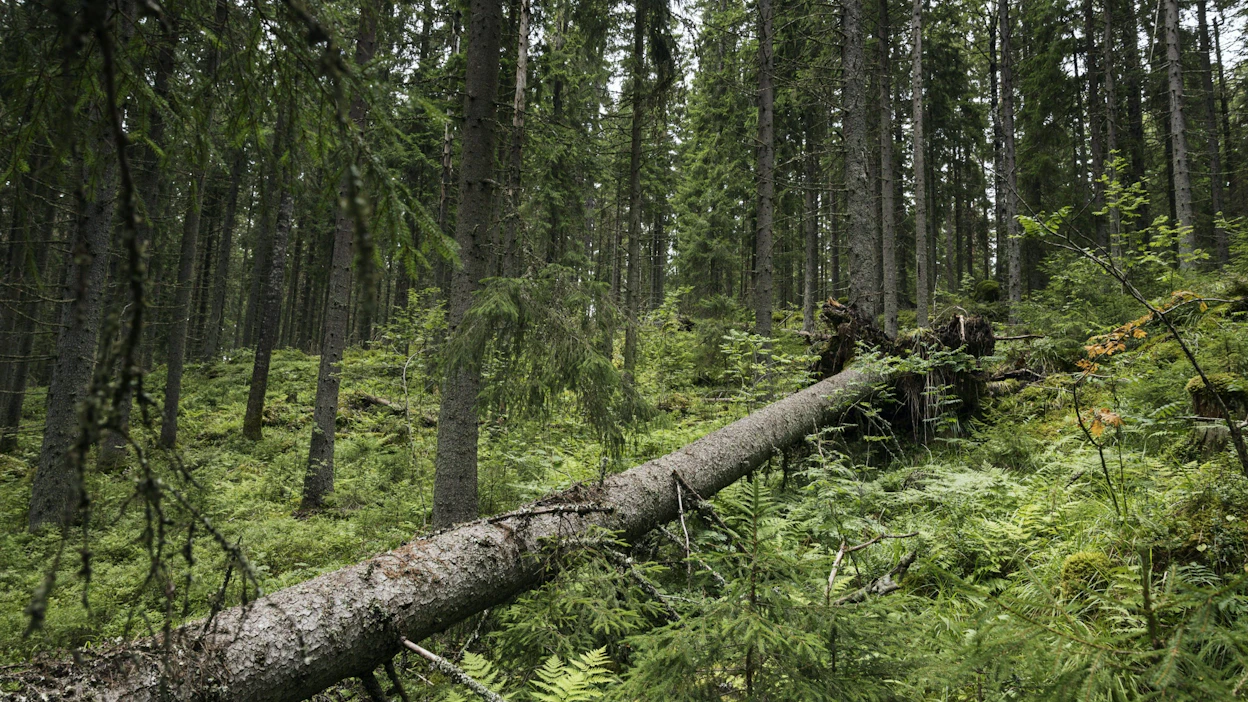 Metsien hyönteistuhojen ennakoidaan edelleen lisääntyvän ilmaston lämmetessä. LEHTIKUVA / Roni Rekomaa.