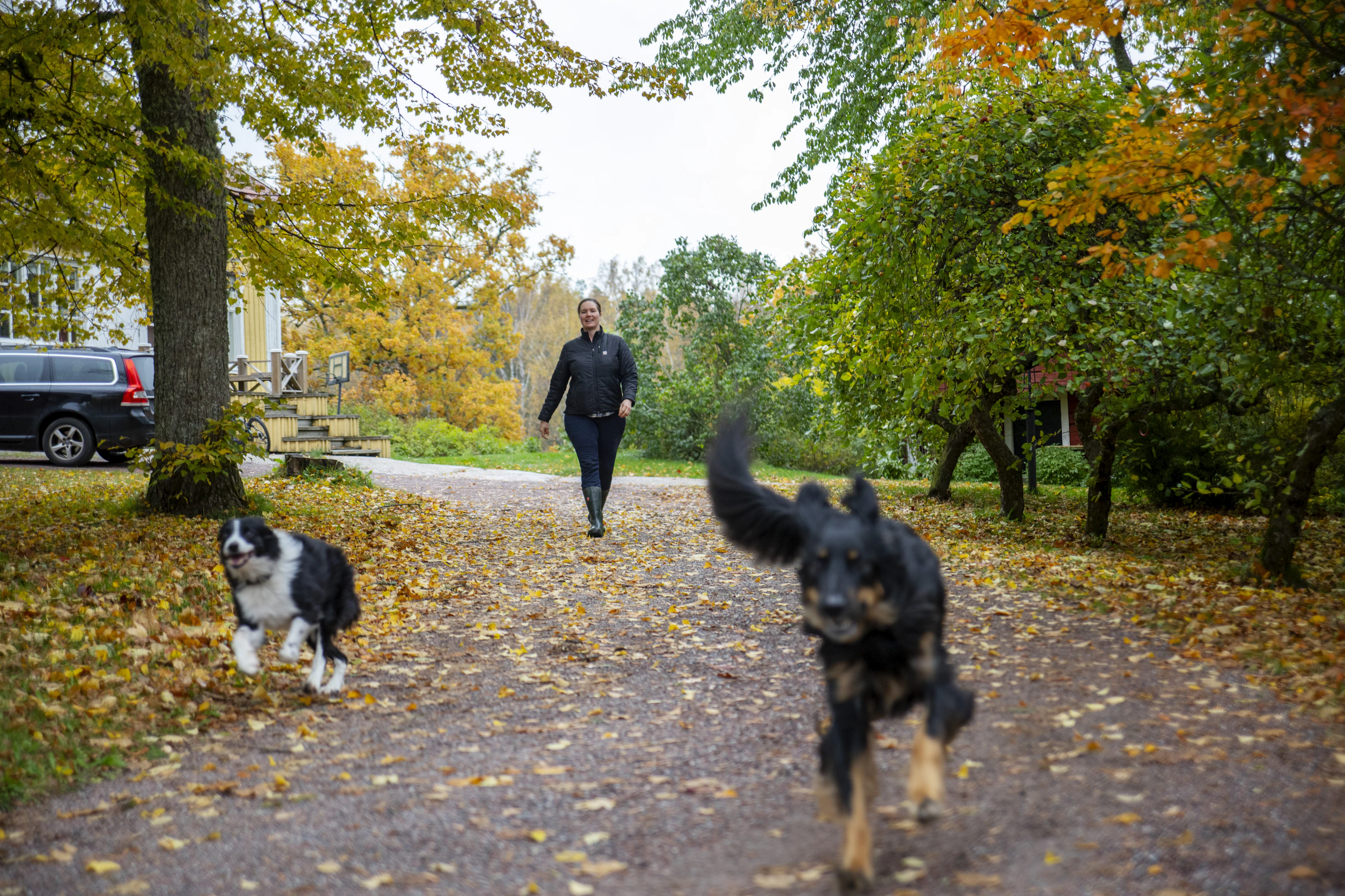 Bordercollie Kari on Hanna Westmanin avuksi lampaiden kaitsemisessa. Perheen koirakaksikkoon kuuluu myös hovawart Agatha.
