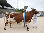 Farmari-näyttelyssä vuonna 2015 ayrshire-lehmien championina loisti Savinnan &amp; Uusi-Suon Enkelinsiipi.