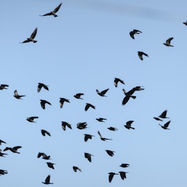 Poikkeuslupa on voimassa  26.7.–31.7.2023. Rauhoittamattomien lintujen, kuten naakan, rauhoitusaika päättyy heinäkuun lopussa.