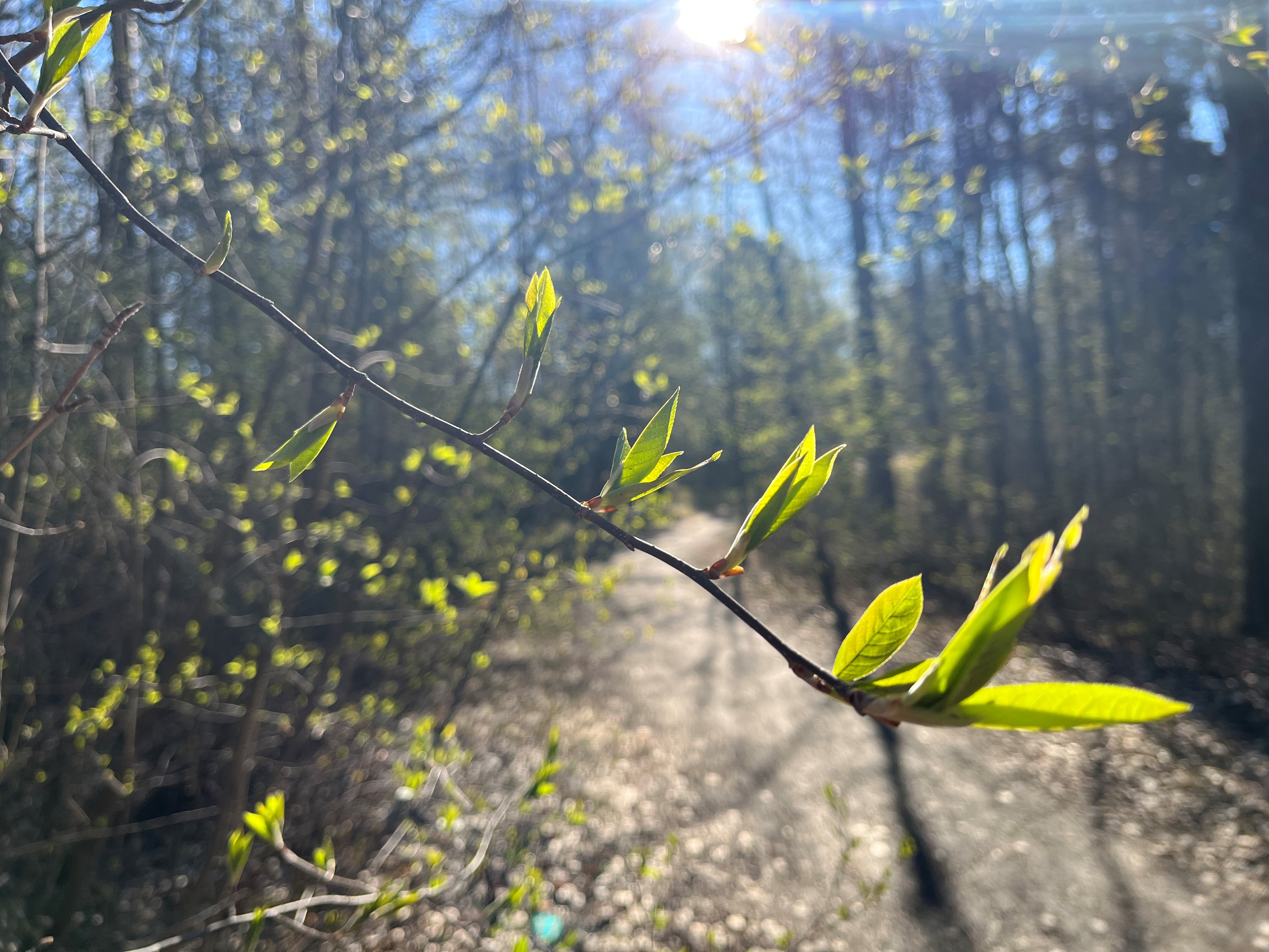 Kevään vihreys alkaa näkyä jo Oulun korkeudella.