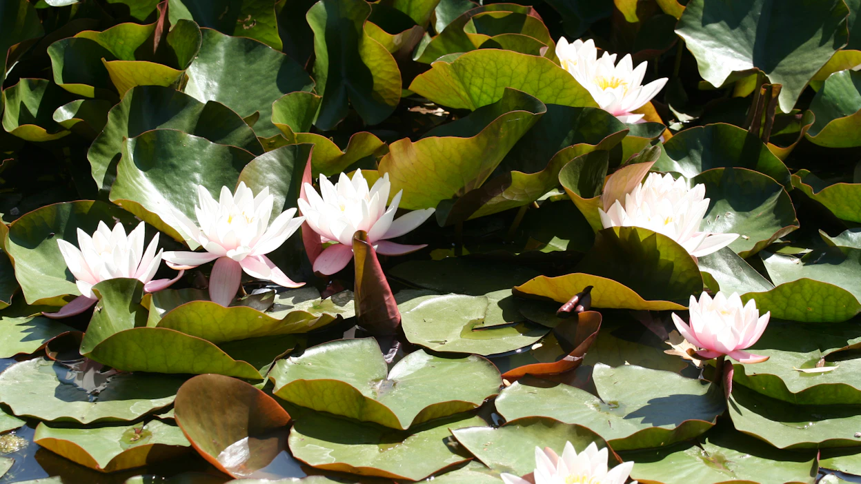 Omassa pihalammessa voi kasvattaa vaikkapa lumpeita (<em id="emphasis-7847b87437aebd42dbe7c04cf0af327f">Nymphaea </em>sp.). Lampi toimii myös kasvien ja eläinten tärkeänä vesipankkina. Uposkasveja varten vesiaiheen tulee olla vähintään 80–100 sentin syvyinen.