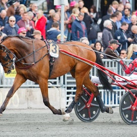 Derbyn ja mm. viime pyhänä Copenhagen Cupin voittanut Cyber Lane on upea ilmestys ja nyt myös Elitloppet-hevonen.