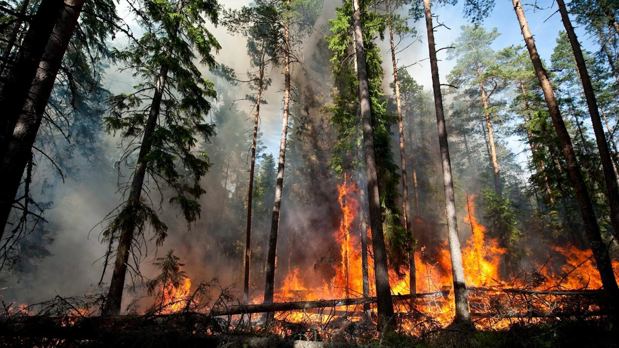Palojen sammutusta vaikeuttavat kuivuus, voimakkaat tuulet ja paloalueiden syrjäinen sijainti. Arkistokuva.