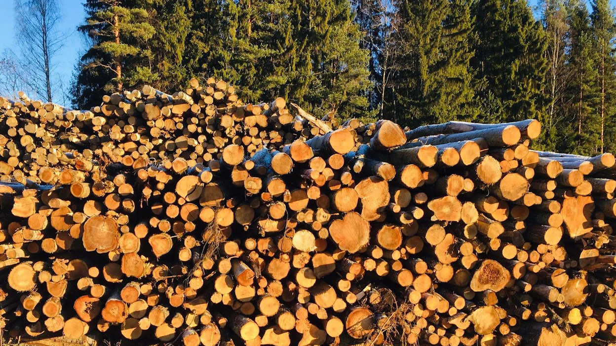 Havukuitupuusta maksettiin marraskuussa 12-14 prosenttia edellisvuotista enemmän.
